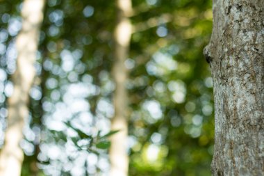 doğa, arka plan, soyut