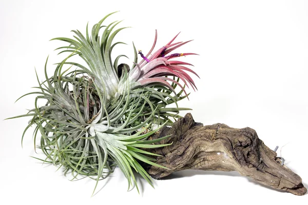 çiçek, arka plan, yakın çekim