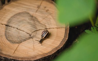 Helix pomatia, doğadaki küçük salyangoz hayvan yaşamı. Seçici odak.