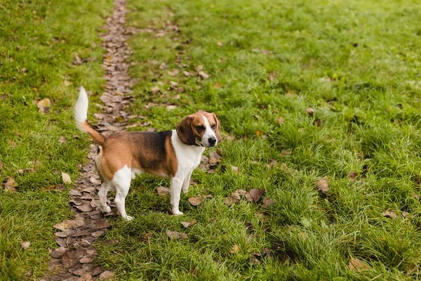 Beagle Tient Dans Herbe Portrait Chien Race Chien Promenade Dans — Photo