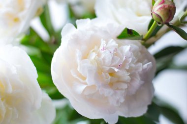 Taze, parlak şakayık çiçekleri. Düğün hala hayat sahnesi. Romantik pankart, narin beyaz şakayık çiçekleri. Güzel kokulu pembe yapraklar.