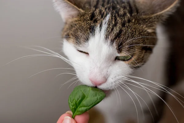 Gato Está Comiendo Hojas Casa Interiores —  Fotos de Stock