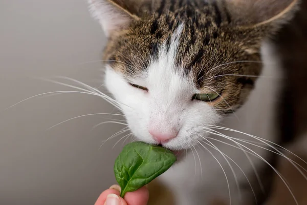 Kedi evde ya da evde yaprak yiyor..