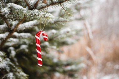 Kırmızı baston şekerli yeşil çam dalı karla kaplı. Noel kartları için arka plan, tatil kavramı