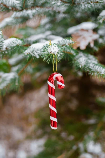 绿松枝头 红色的甘蔗覆盖着雪 圣诞卡的背景 假期的概念 — 图库照片
