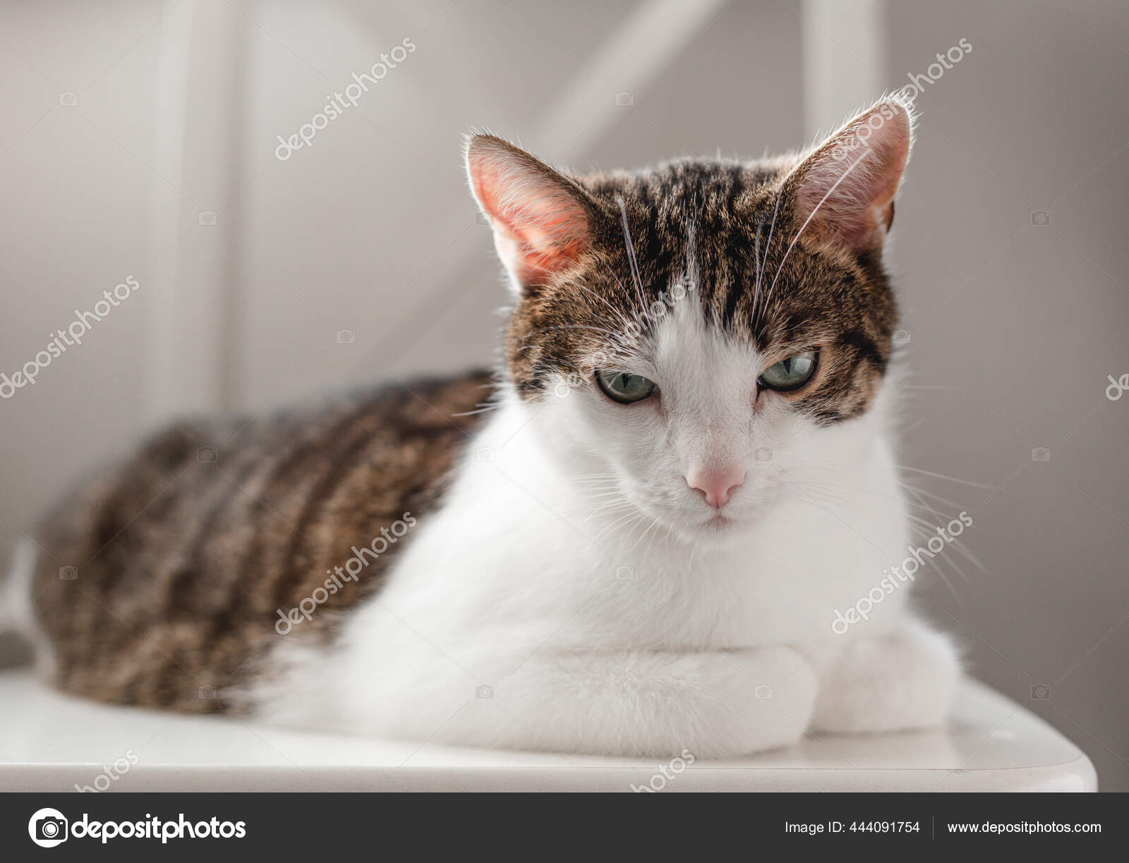愤怒和不高兴的猫躺在白色的椅子上 银行家 宠物的概念 有趣的肥猫坐着 图库照片 C Maryskovpen 愤怒和不高兴的猫躺在白色的椅子上 银行家 宠物的概念 有趣的肥猫坐着 图库照片 C Maryskovpen
