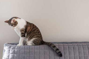 Kanepedeki kısa saçlı ev kedisi. Banner, uzayı kopyala, kapat, arka plan. Tapılası evcil hayvan konsepti.