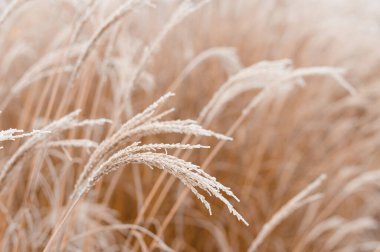 Yumuşak bitkilerin soyut doğal arkaplanı Cortaderia selloana. Bulanık bir bokeh üzerinde buzlu otlar, kuru sazlıklar boho stili. İlk buzdaki desenler. Toprak izliyor