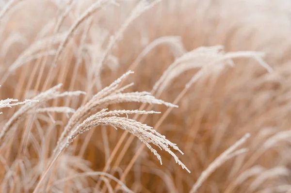 Yumuşak bitkilerin soyut doğal arkaplanı Cortaderia selloana. Bulanık bir bokeh üzerinde buzlu otlar, kuru sazlıklar boho stili. İlk buzdaki desenler. Toprak izliyor
