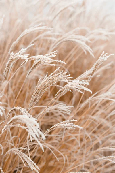 Абстрактный естественный фон мягких растений Cortaderia selloana. Глазированные пампасы, трава на расплывчатом боке, сухая камыш в стиле бохо. Шаблоны на первом льду. Пушистые стебли высокой травы под снегом зимой — стоковое фото