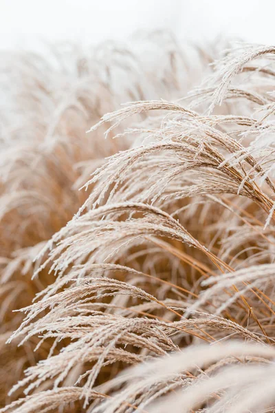 Fundo natural abstrato de plantas macias Cortaderia selloana. Grama pampas fosco em um bokeh embaçado, Reeds seco estilo boho. Padrões no primeiro gelo. Observação da Terra — Fotografia de Stock