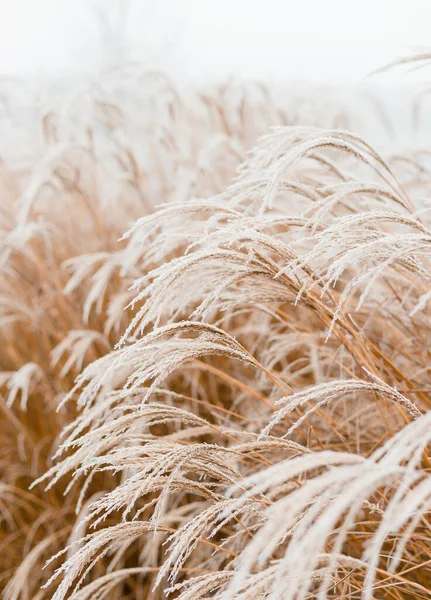 Yumuşak bitkilerin soyut doğal arkaplanı Cortaderia selloana. Bulanık bir bokeh üzerinde buzlu otlar, kuru sazlıklar boho stili. İlk buzdaki desenler. Kışın kar altında uzun otların kabarık kökleri