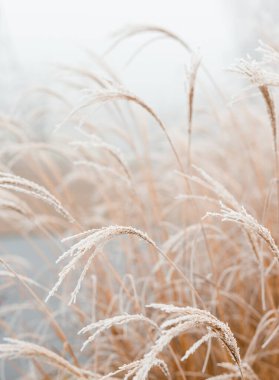 Yumuşak bitkilerin soyut doğal arkaplanı Cortaderia selloana. Bulanık bir bokeh üzerinde buzlu otlar.
