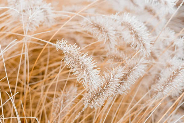 Абстрактный Естественный Фон Мягких Растений Cortaderia Selloana Замороженная Трава Carex — стоковое фото