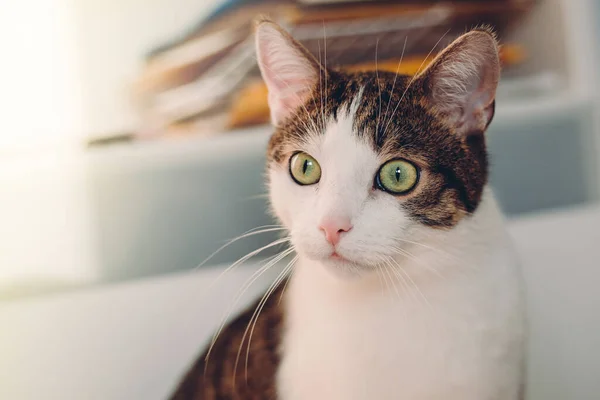 Chat Mignon Avec Les Yeux Verts Couché Sur Sol Blanc — Photo