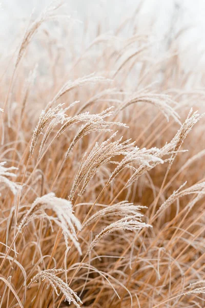 Yumuşak bitkilerin soyut doğal arkaplanı Cortaderia selloana. Bulanık bir bokeh üzerinde buzlu otlar.