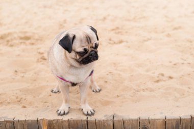 Doğa arka planında pug dog portresi. Köpek kumsalda oturuyor sahilde eğlenceli tatiller, tatiller