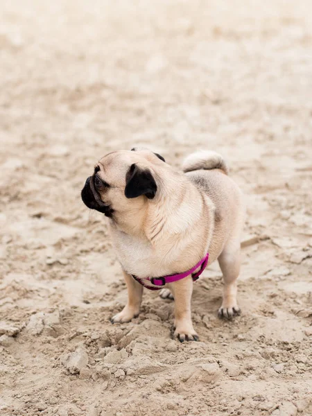 Παγκ σκυλί πορτρέτο στο φόντο της φύσης. Σκύλος κάθεται στην παραλία αίσθηση διασκέδαση διακοπές στην παραλία, διακοπές Concept — Φωτογραφία Αρχείου