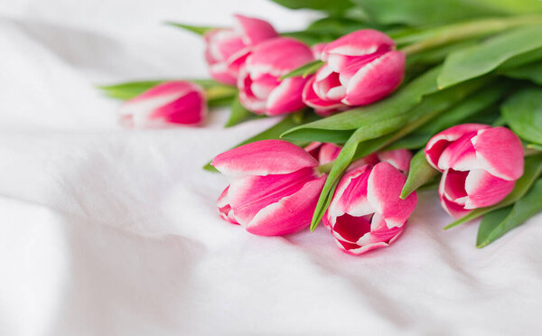 Pink Tulips isolated on white cloth background with copy space. Flat lay, top view. Minimal floral mock up concept. Valentines Day, Easter, Birthday, Happy Womens Day postcard