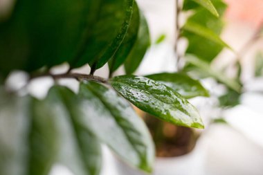 Zamioculcas zamifolia - Dolar ağacı. Zanzibar Mücevheri Ağacın adı hayırlı. Evde bahçıvanlık kavramı. Seçici odak.