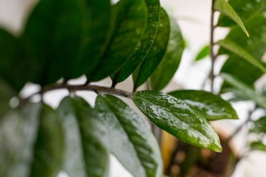 Zamioculcas zamifolia - Dolar ağacı. Zanzibar Mücevheri Ağacın adı hayırlı. Evde bahçıvanlık kavramı. Seçici odak.