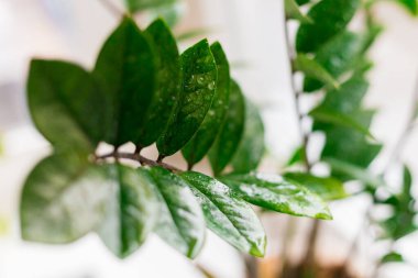 Zamioculcas zamifolia - Dolar ağacı. Zanzibar Mücevheri Ağacın adı hayırlı. Evde bahçıvanlık kavramı. Seçici odak.