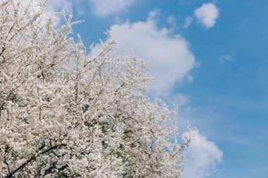 Mavi gökyüzünün altında, bir bahar günü, yakın planda, kiraz çiçeklerinin beyaz çiçekleri. Doğa sancağı. Çiçek mevsimlik arka plan