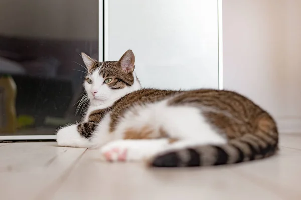 Chat doux avec les yeux verts se trouve sur le sol à la maison, concept de confort à la maison, intérieur. De l'espace de corde. Adopter chat, lieu de texte — Photo
