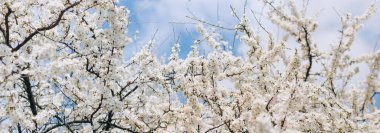 Mavi gökyüzünün altında, bir bahar günü, yakın planda, kiraz çiçeklerinin beyaz çiçekleri. Doğa sancağı. Çiçek mevsimlik arka plan