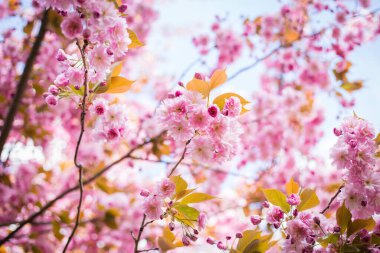 İlkbaharda doğa arka planında güzel kiraz çiçeği sakura. Botanik bahçesi konsepti. Yumuşak bir çiçek. Aroma ve parfüm. Bahar sezonu. Şefkat. Bir dal sakura. Parfüm konsepti.