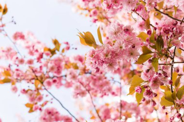 İlkbaharda doğa arka planında güzel kiraz çiçeği sakura. Botanik bahçesi konsepti. Yumuşak bir çiçek. Aroma ve parfüm. Bahar sezonu. Şefkat. Bir dal sakura. Parfüm konsepti.
