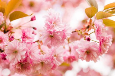 İlkbaharda doğa arka planında güzel kiraz çiçeği sakura. Botanik bahçesi konsepti. Yumuşak bir çiçek. Aroma ve parfüm. Bahar sezonu. Şefkat. Bir dal sakura. Parfüm konsepti.