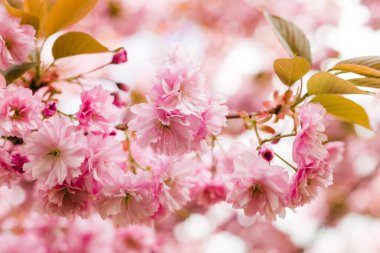 İlkbaharda doğa arka planında güzel kiraz çiçeği sakura. Botanik bahçesi konsepti. Yumuşak bir çiçek. Aroma ve parfüm. Bahar sezonu. Şefkat. Bir dal sakura. Parfüm konsepti.