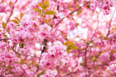 İlkbaharda doğa arka planında güzel kiraz çiçeği sakura. Botanik bahçesi konsepti. Yumuşak bir çiçek. Aroma ve parfüm. Bahar sezonu. Şefkat. Bir dal sakura. Parfüm konsepti.