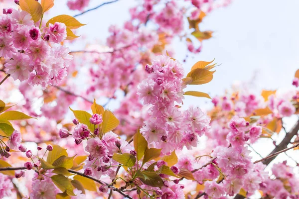 İlkbaharda doğa arka planında güzel kiraz çiçeği sakura. Botanik bahçesi konsepti. Yumuşak bir çiçek. Aroma ve parfüm. Bahar sezonu. Şefkat. Bir dal sakura. Parfüm konsepti.