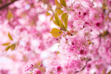İlkbaharda doğa arka planında güzel kiraz çiçeği sakura. Botanik bahçesi konsepti. Yumuşak bir çiçek. Aroma ve parfüm. Bahar sezonu. Şefkat. Bir dal sakura. Parfüm konsepti.