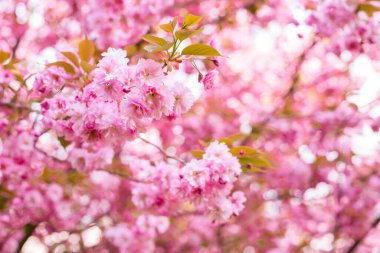 İlkbaharda doğa arka planında güzel kiraz çiçeği sakura. Botanik bahçesi konsepti. Yumuşak bir çiçek. Aroma ve parfüm. Bahar sezonu. Şefkat. Bir dal sakura. Parfüm konsepti.
