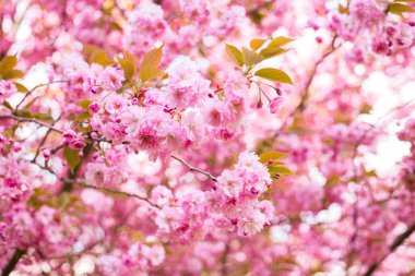 İlkbaharda doğa arka planında güzel kiraz çiçeği sakura. Botanik bahçesi konsepti. Yumuşak bir çiçek. Aroma ve parfüm. Bahar sezonu. Şefkat. Bir dal sakura. Parfüm konsepti.