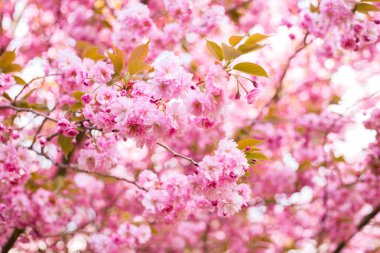 İlkbaharda doğa arka planında güzel kiraz çiçeği sakura. Botanik bahçesi konsepti. Yumuşak bir çiçek. Aroma ve parfüm. Bahar sezonu. Şefkat. Bir dal sakura. Parfüm konsepti.