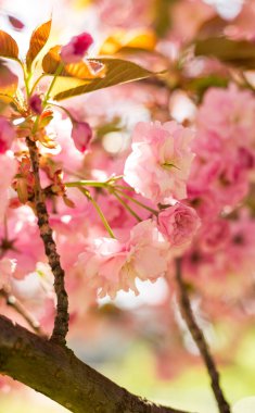 İlkbaharda doğa arka planında güzel kiraz çiçeği sakura. Botanik bahçesi konsepti. Yumuşak bir çiçek. Aroma ve parfüm. Bahar sezonu. Şefkat. Bir dal sakura. Parfüm konsepti.