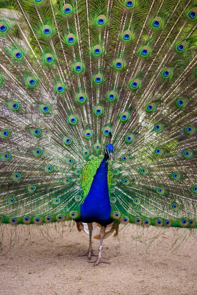 Male peacock unfurling its beautiful and attractive feathers. Nature or zoo concept — Stock Photo, Image