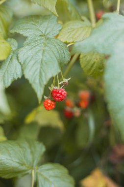 Meyve bahçesinde olgun ahududu. Kırmızı ahududular yeşil bir çalıda yetişir. Tarım konsepti, bahçe işleri.
