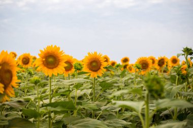 Sarı ayçiçeği tarlası kırsal alan. Hasat zamanı tarım petrol üretimi. Sağlıklı yağlar