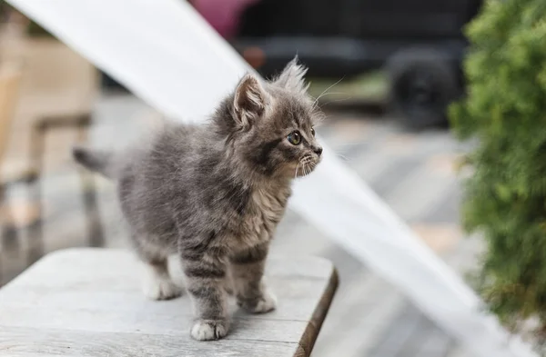 Mignon petit chaton gris aux yeux verts relaxant sur chaise en bois, gros plan — Photo