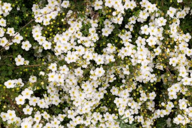 Küçük beyaz çiçeklerin soyut arkaplanı. Yakın plan. Doğa dokusu