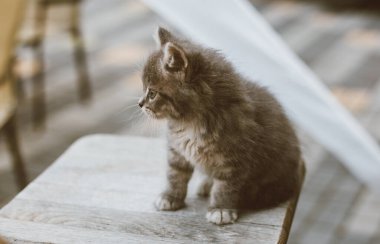 Küçük şirin gri kedicik, yeşil gözlü, ahşap koltukta dinlenen, yakın plan.