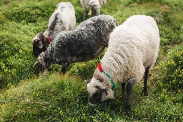 Flock av får betar i en grön kulle. Boskap på landet. Får ger ull och mjölk, kött — Stockfoto