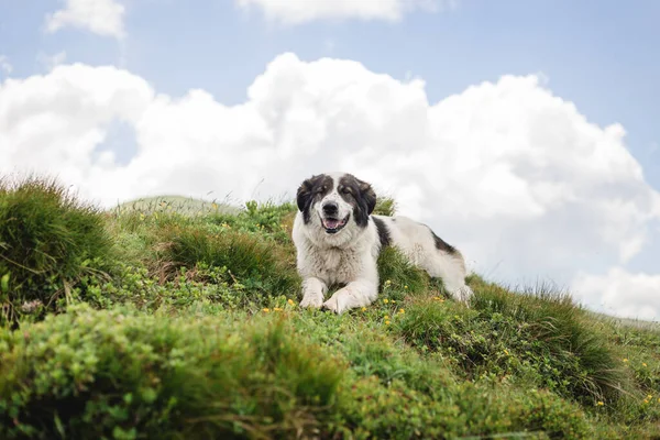 Pies siedzący na zielonej trawie na tle jasnoniebieskiego nieba. Podróż ze zwierzątkiem. Border Collie na górze — Zdjęcie stockowe