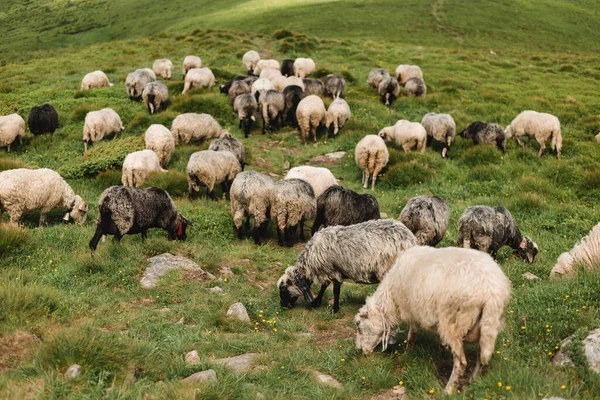 Sheeps in a meadow on green grass. Flock of sheep grazing in a hill. European mountains traditional shepherding in high-altitude fields, beautiful nature — Stock Photo, Image