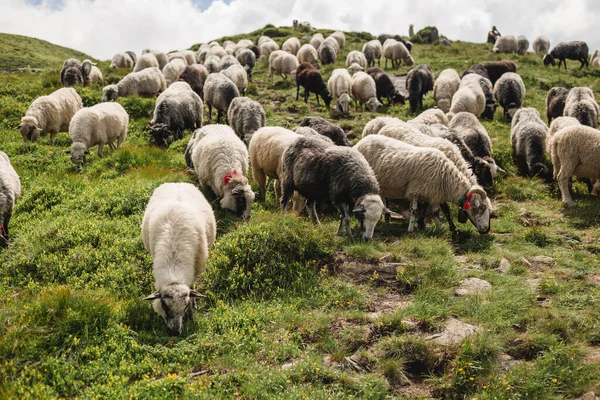 푸른 언덕에서 풀을 뜯고 있는 양 떼. 가축, 카운터 사이드. 양 은 양모와 우유, 고기를 공급 한다 — 스톡 사진